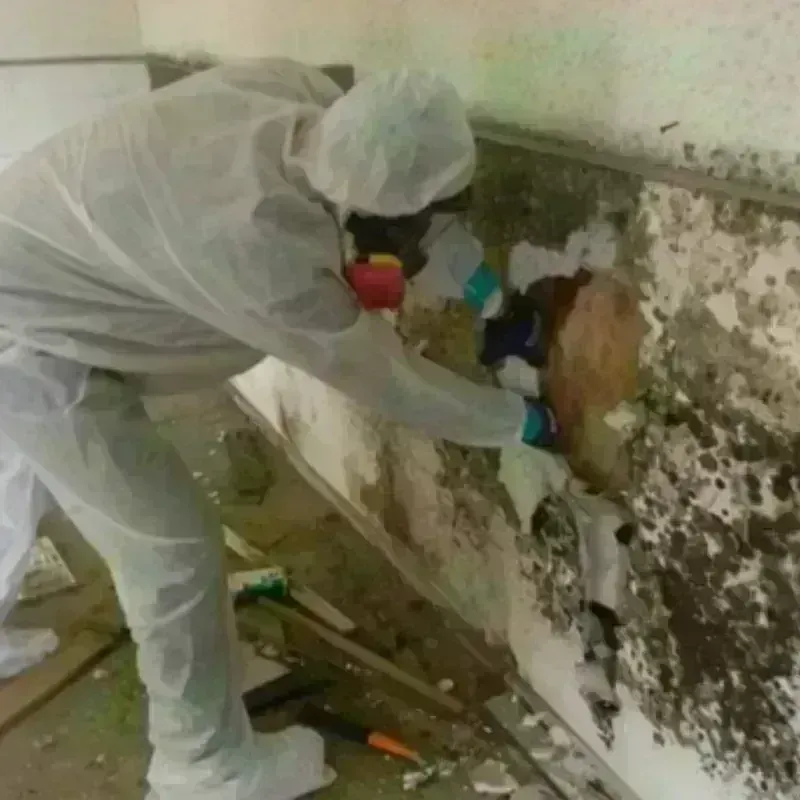 Mold Remediation and Removal in Mendota, CA